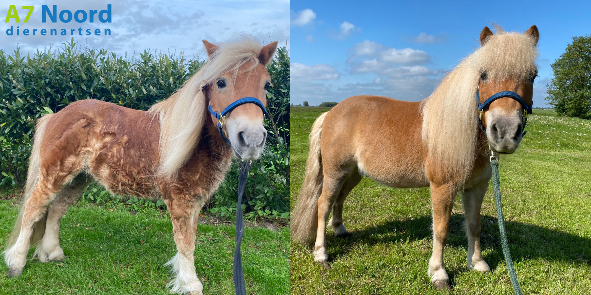 Succesvolle behandeling van pony met PPID/cushing